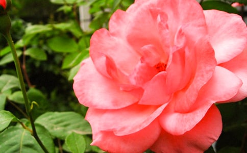 2024�꾫�x�����¼����ľ���18�l