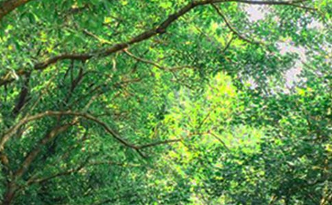 ��D�簲���Z