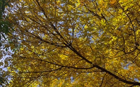 【實用】2026年每日一簽早安微信問候語匯編53句