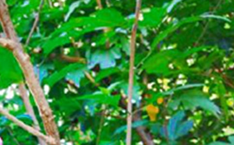 ���P(gu��n)�����簲���Z�����x50�䣩