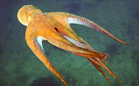 美食章魚小丸子作文