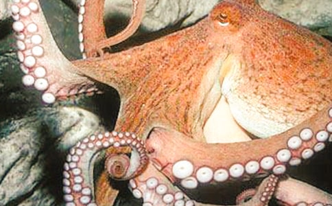 �����~��С��̰�