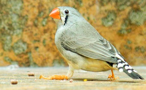 讀《珍珠鳥(niǎo)》有感作文