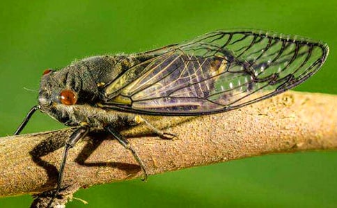 ��֪�ˡ�����