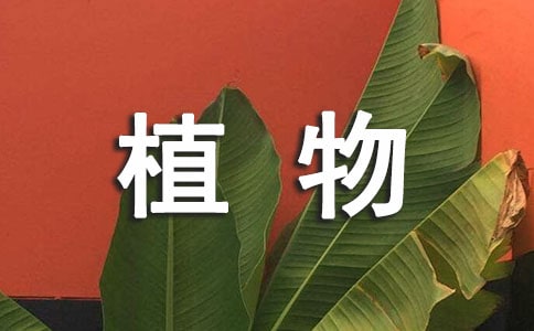植物繞口令