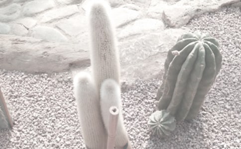 植物園的秋天作文15篇