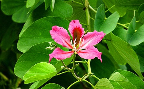 紫荊花的作文【匯編3篇】