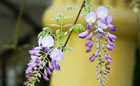 ���������ٻ�����