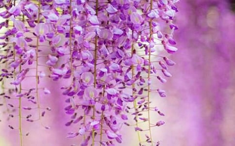 С�����g(sh��)��ָ�����ٻ��̰�