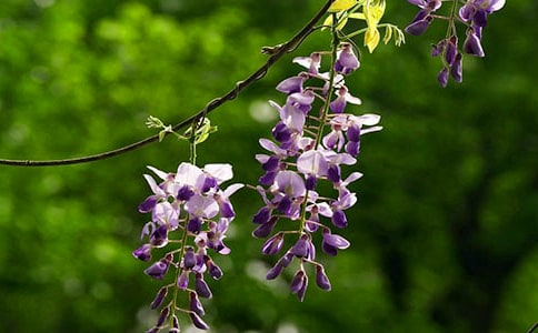 又見(jiàn)紫藤花開(kāi)作文