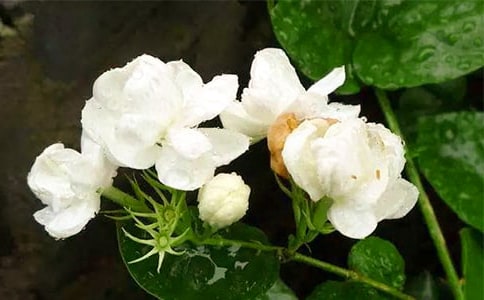 茉莉花作文600字(通用55篇)