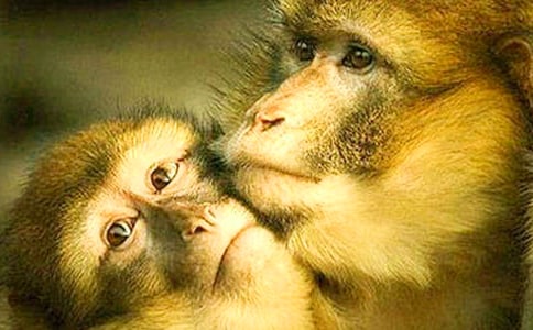 寫動(dòng)物的作文:悼狒狒(通用5篇)