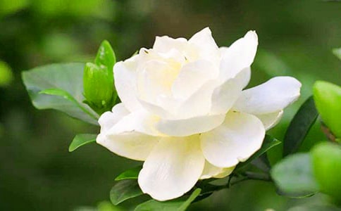 又見(jiàn)梔子花兒開(kāi)散文