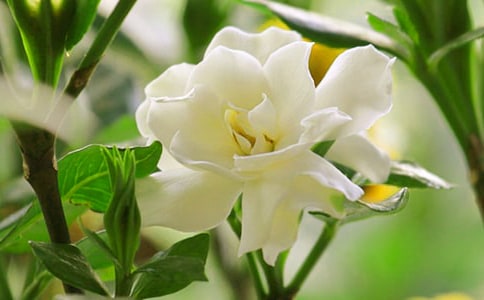 �d�ӻ�����