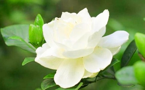 觀察梔子花日記(通用44篇)