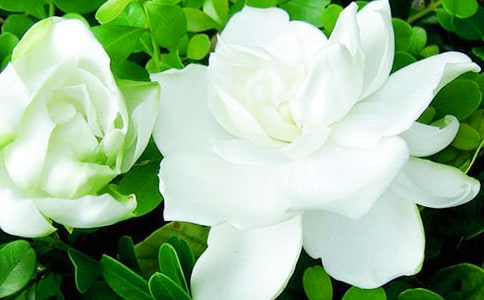 �^��d�ӻ����ģ����x25ƪ��