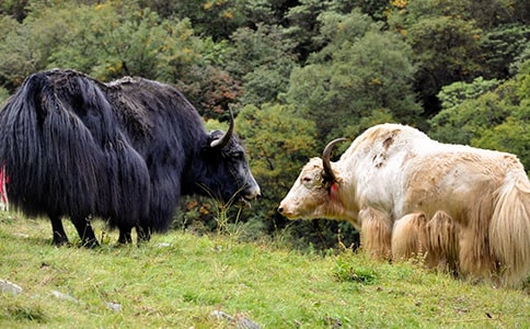 ø���Ƃ���ţ���ҵ���ԴѪ�ܾo�����D(zhu��n)�Qø������