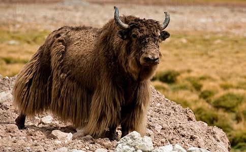 牦牛大骨湯的做法是什么?