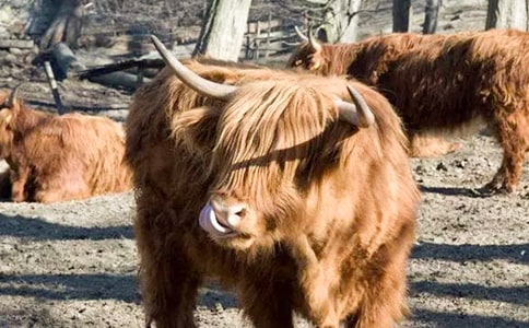 牦牛肉怎么做才好吃?