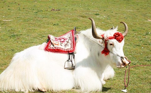 ��ţ�ĠI�B(y��ng)�rֵ����Щ