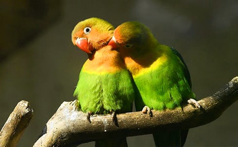 �����W�^