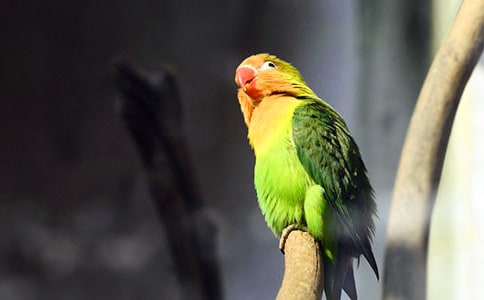 精選鸚鵡優(yōu)秀作文400字三篇