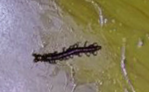 蜈蚣作文(精選25篇)