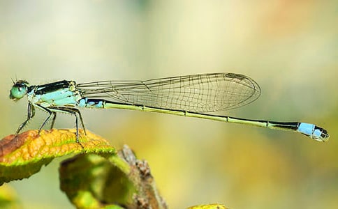 3篇蜻蜓觀察日記