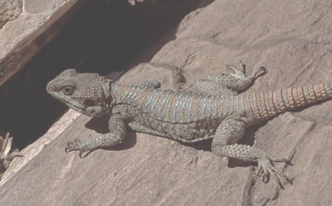 科學(xué)小故事50字:蜥蜴作文