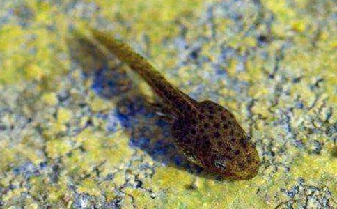 �ɐ۵�С�������