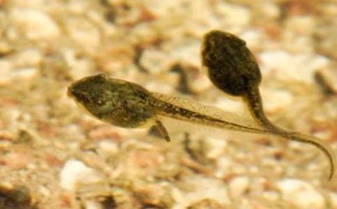 �P(gu��n)�����ɵ�����:С��������