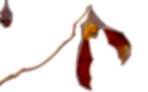 我是蝙蝠俠作文600字