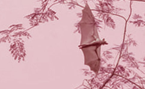 ���µ����ģ���׽����