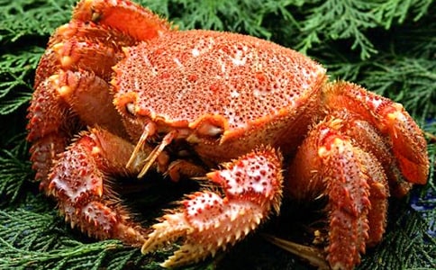 觀察秋天的螃蟹作文