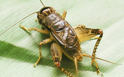 ��ҹ���Q��ͣ���@�؉�(m��ng)��������������(l��i)��(d��)���@���������Ĵ����V