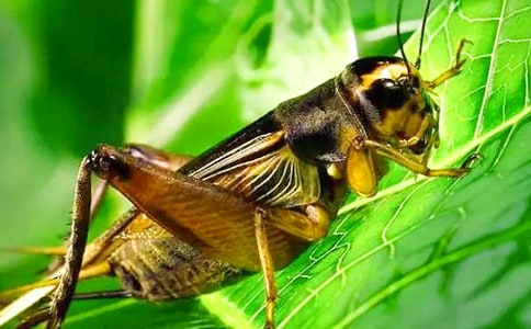 ���^����ӛ��ͨ��31ƪ��