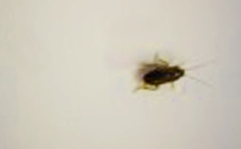 �����(zh��n)����