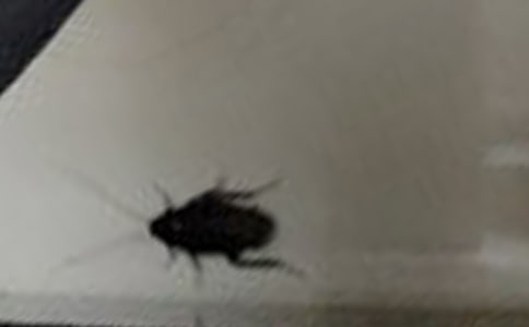 ���v�U(xi��n)ӛ