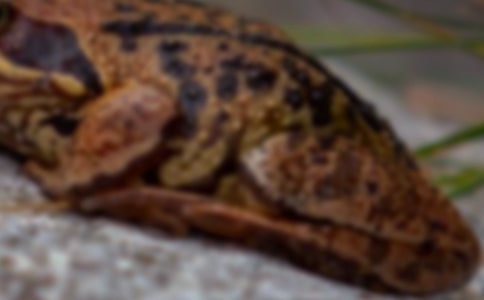 激光照射中華大蟾蜍4細(xì)胞期胚胎動態(tài)觀察