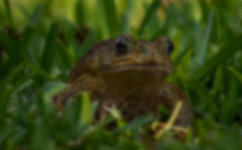 ���Ț����������A��ܳ��w����Ѫ�t������Ӱ�