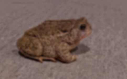 ��֌����������(j��ng)��������Ե�Ӱ�