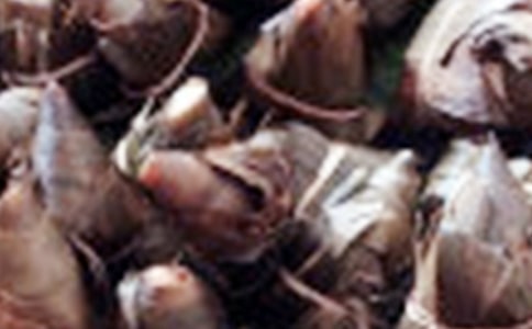 包粽子優(yōu)秀作文范文200字(精選5篇)