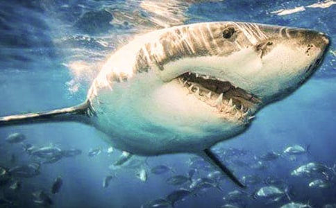 (��Ʒ)�P(gu��n)�����~������12ƪ