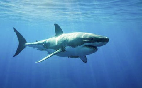 關(guān)于鯊魚作文