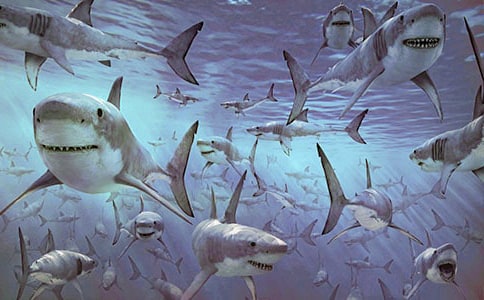 ���~�f����