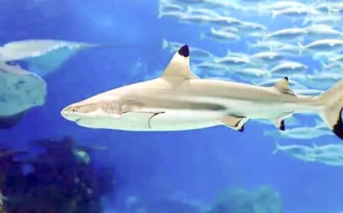 �P�����~���ı؂䣨6ƪ��