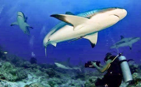 Jump the shark 跳過了鯊魚-失去吸引力