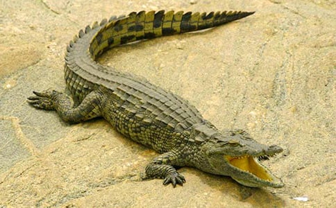 鱷魚(yú)來(lái)了中班體育教案