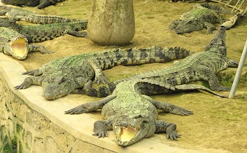 受感動(dòng)的鱷魚作文