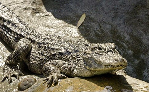 鱷魚來了中班體育教案